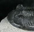 Large Hollardops Trilobite - Different Species #5380-2
